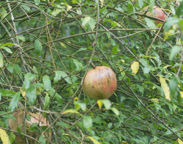 Pomegranate