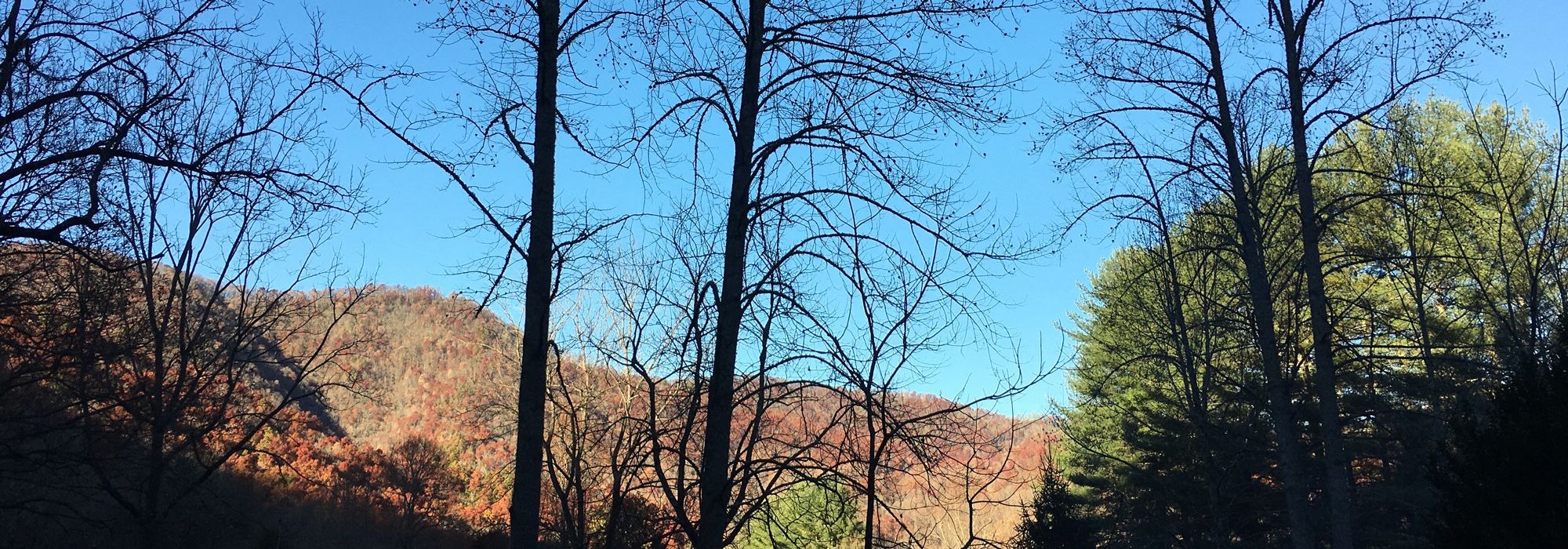 North Carolina treeline