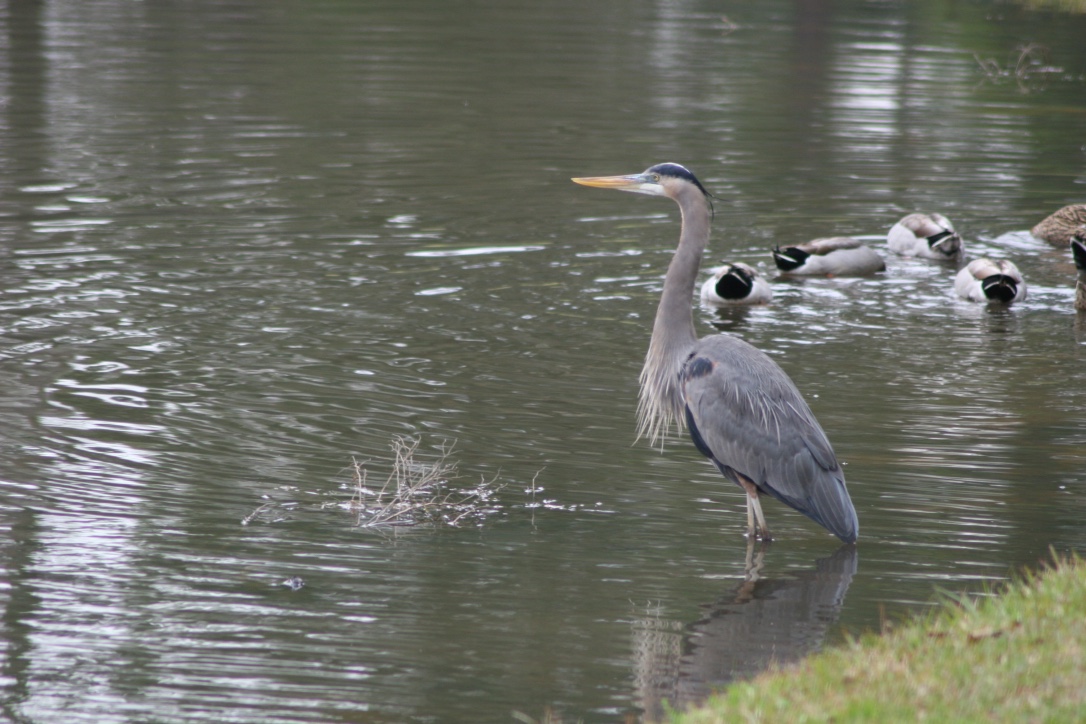 Blue heron and ducks