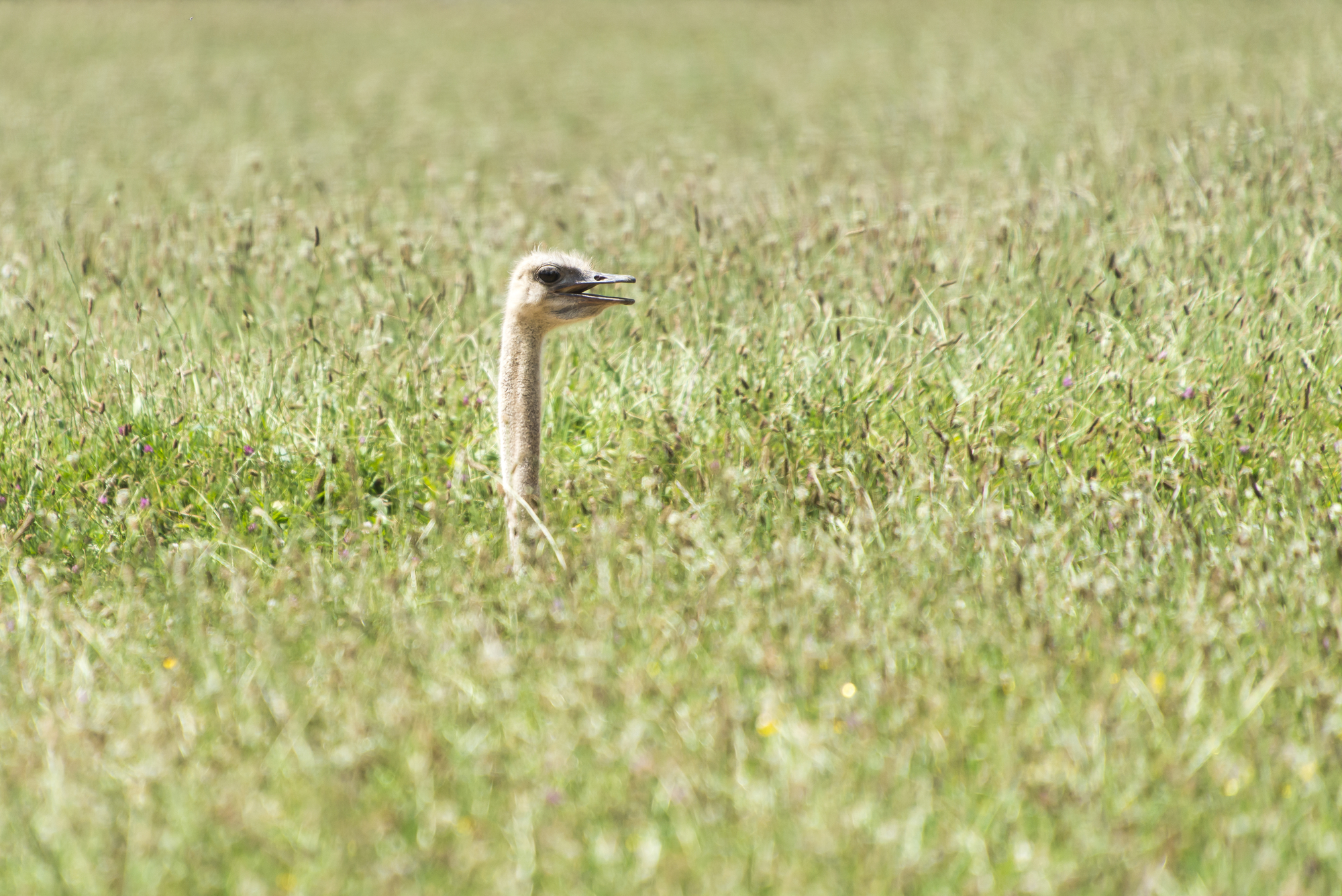 Ostrich peeking through grass