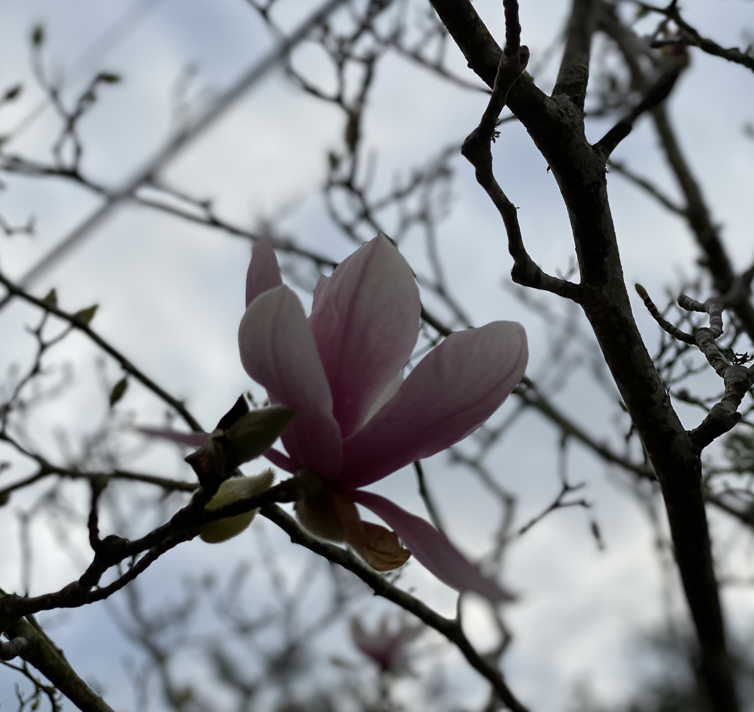 IMG_2669_Bloom_tree_and_sky Japanese magnolia against cloudy sky