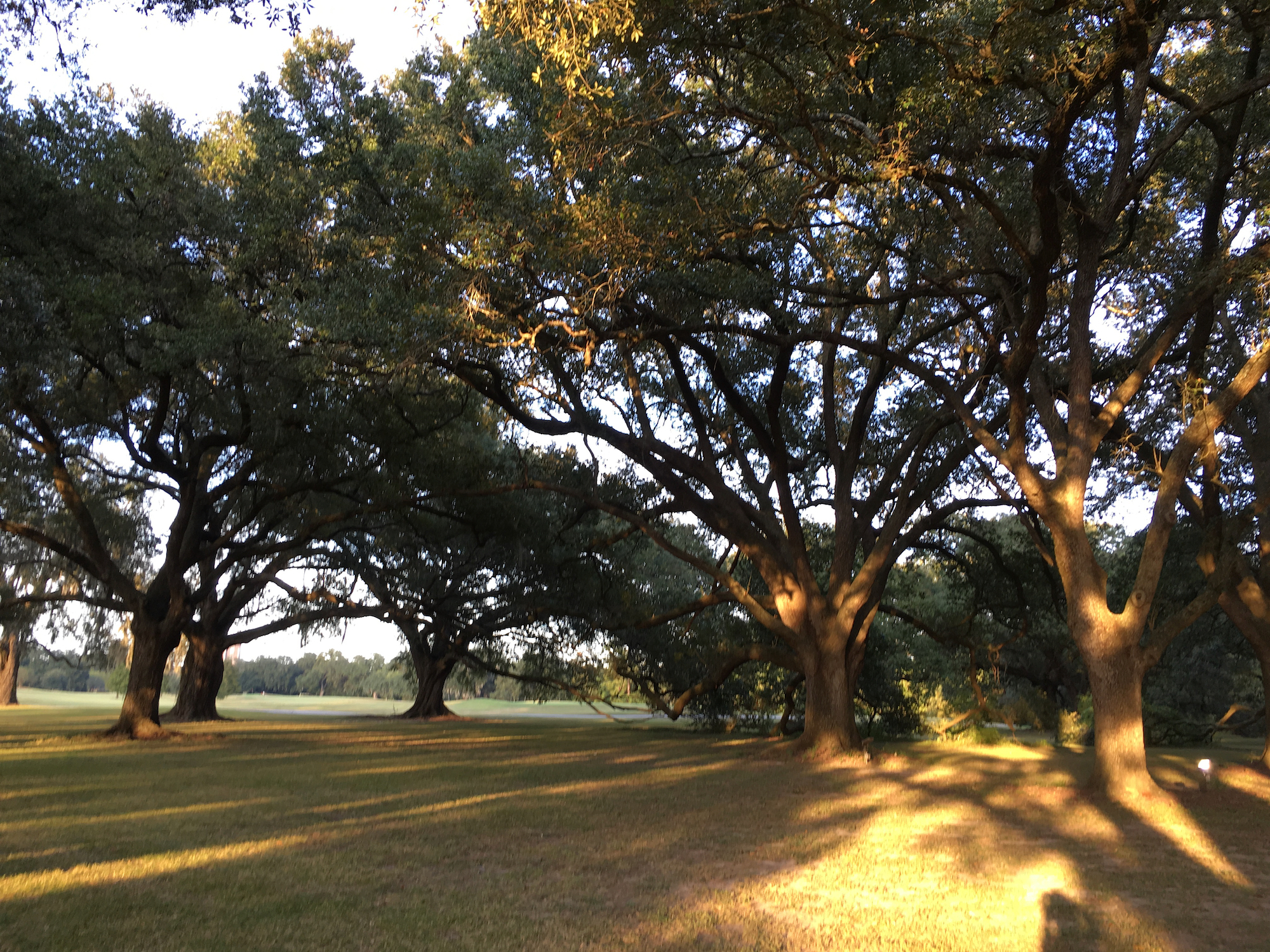 Audubon Park Oak Trees
