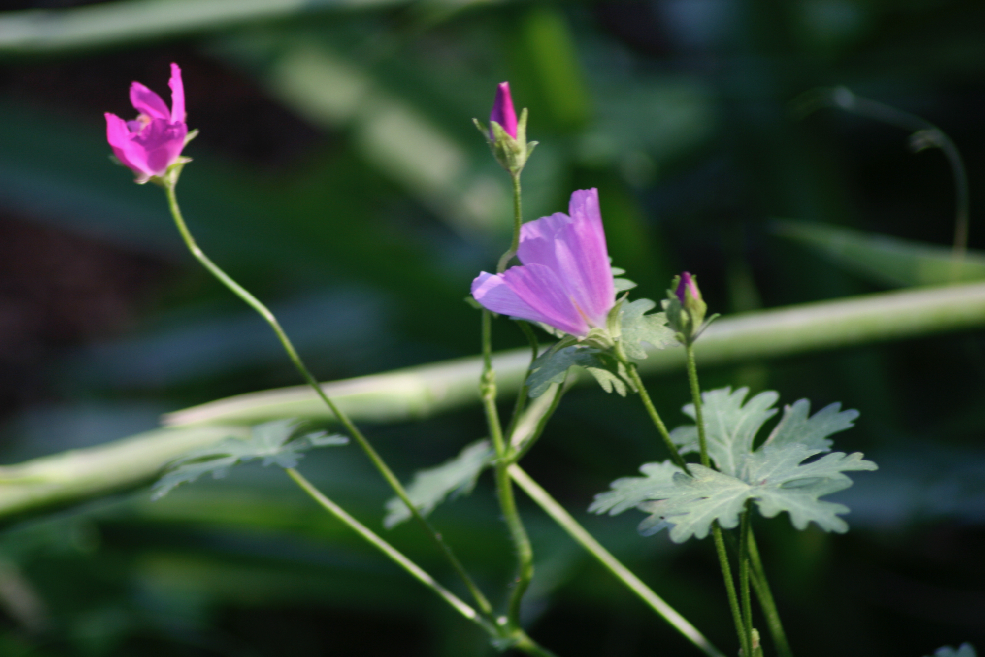Winecups budding out