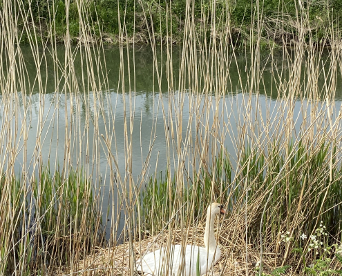 Swan Nest on Thames