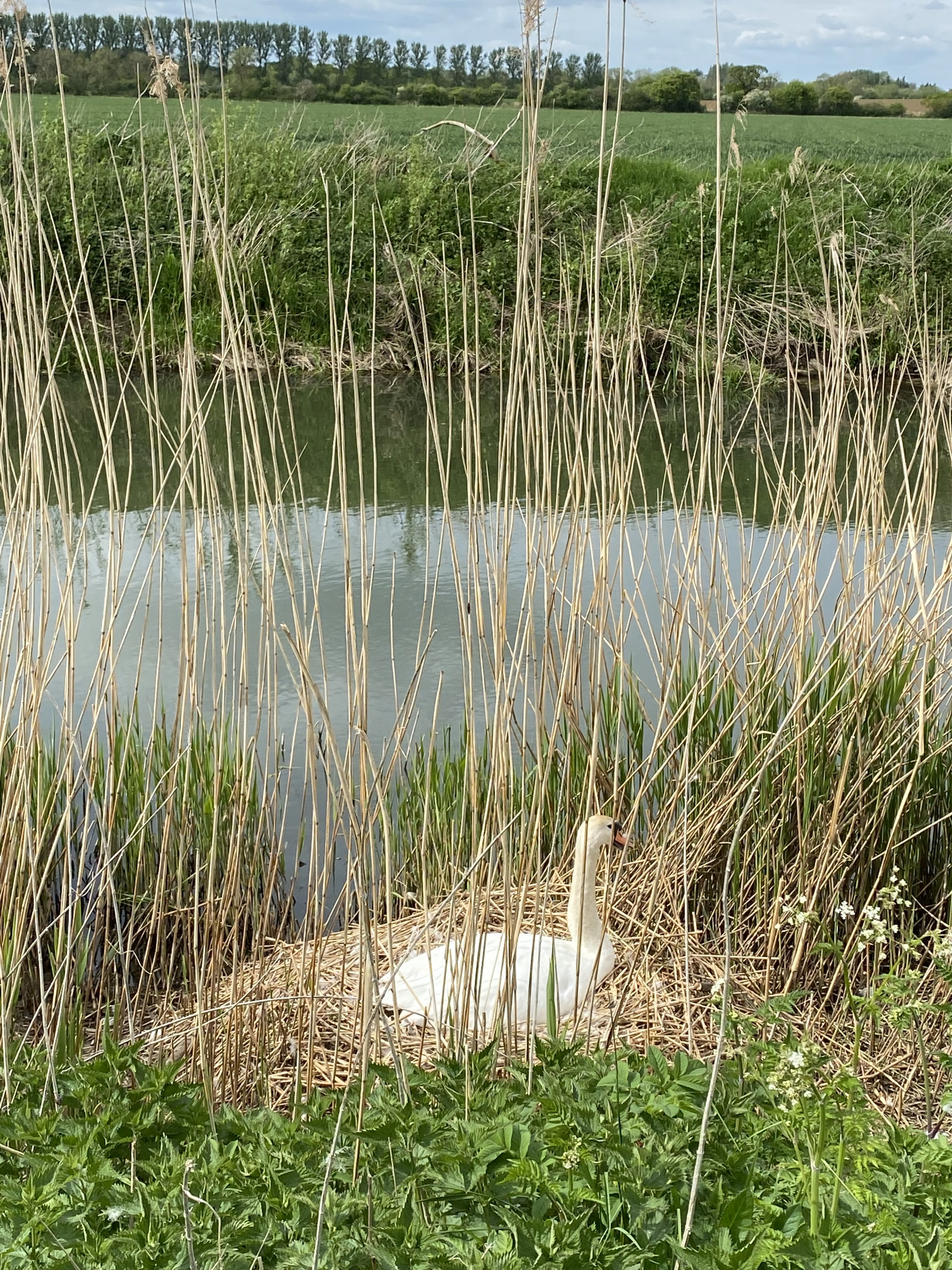 Swan Nest on Thames