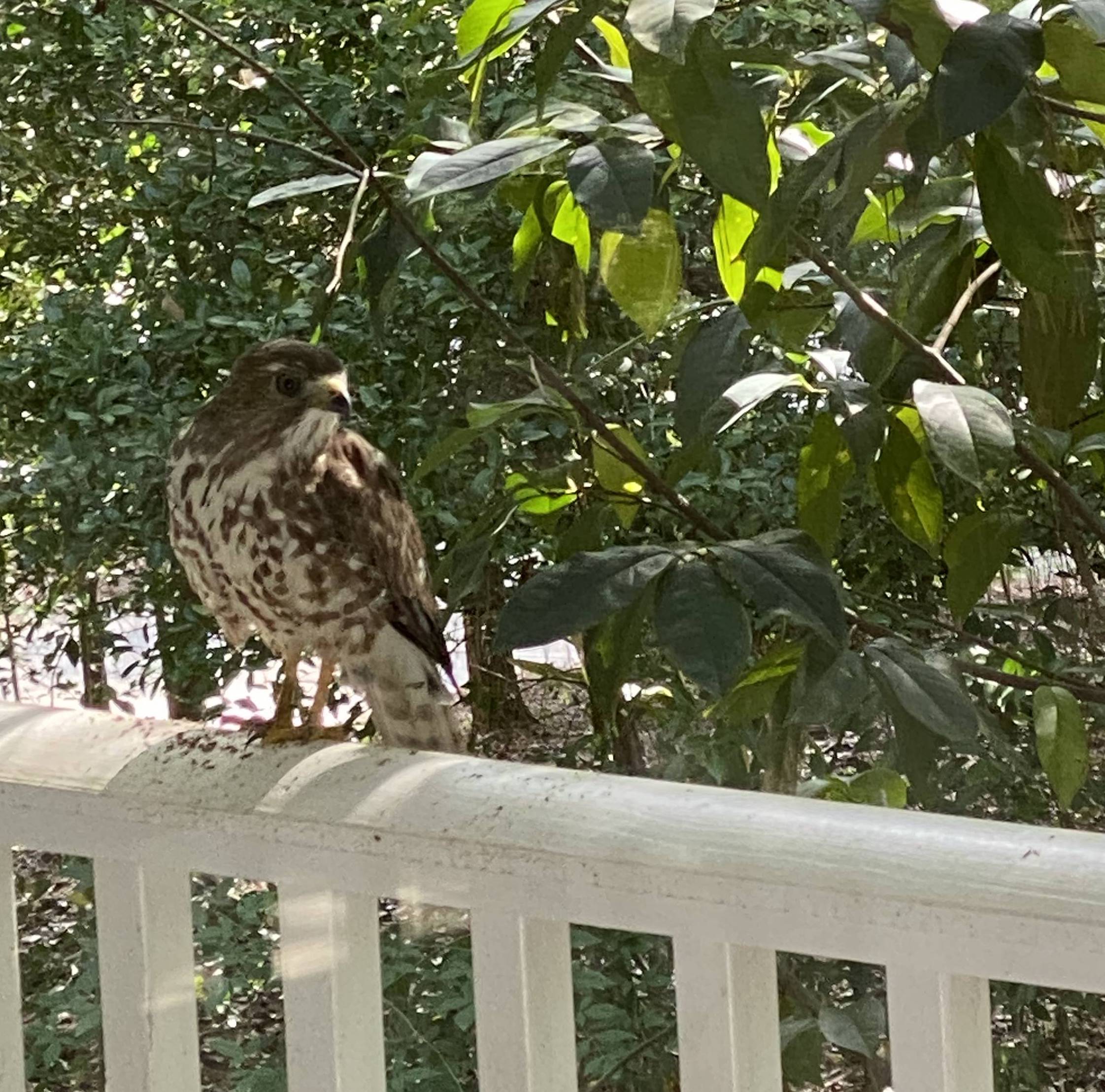 Broad-winged Hawk on Porch Railing