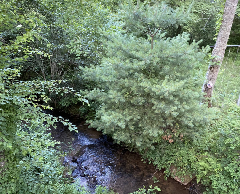 Creek surrounded by greenery
