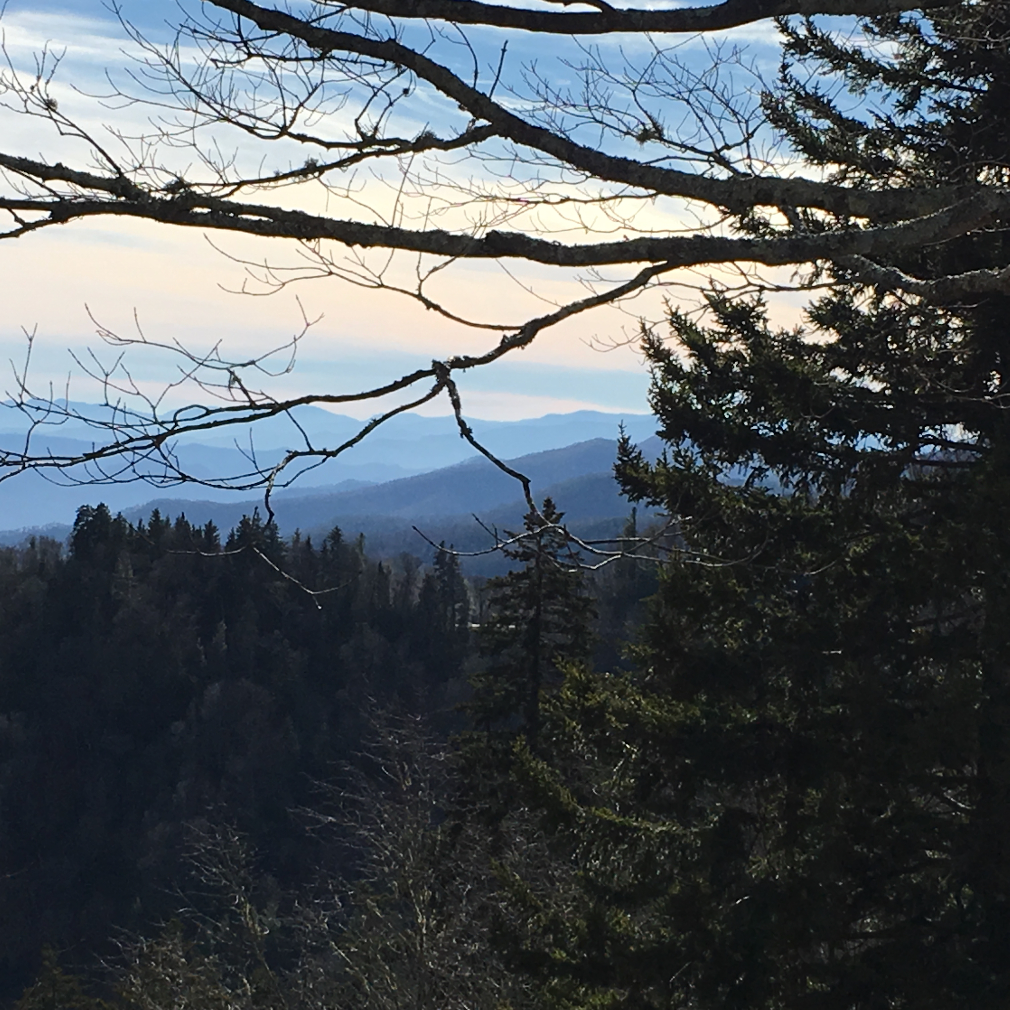 Carolina mountains with trees in foreground