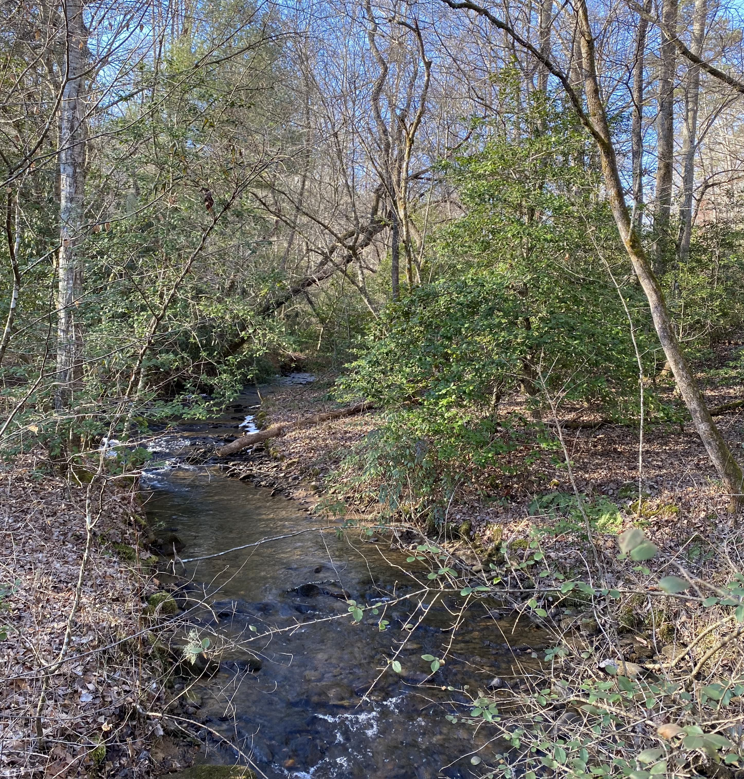 Younce Creek in the winter.