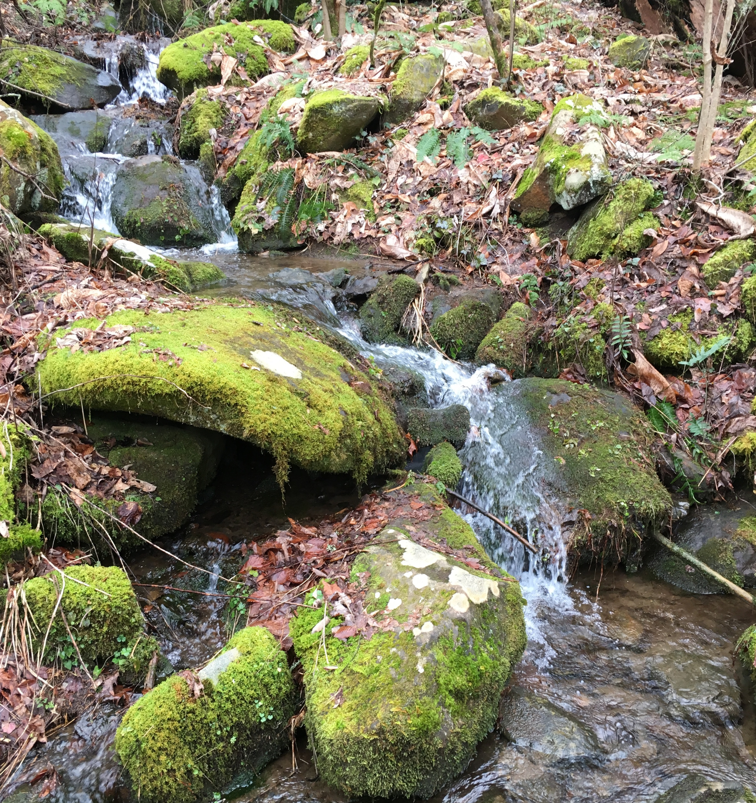 Stream and mossy rocks at Joyce Kilmer Forest