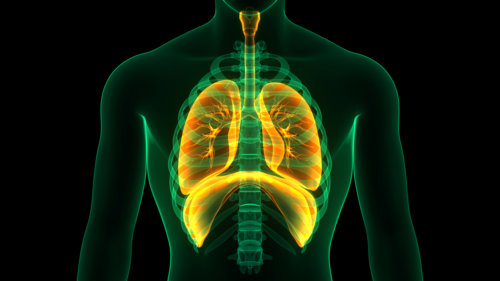 Lungs