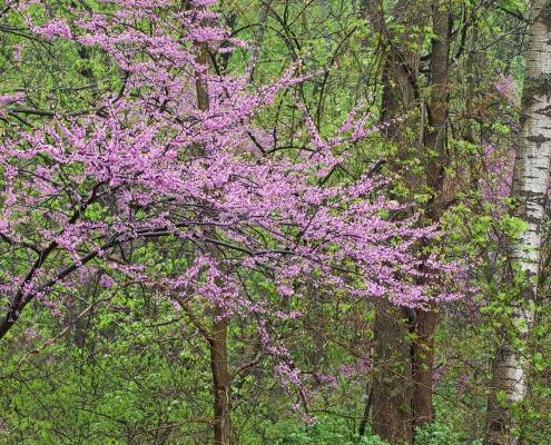Redbud tree in bloom with other trees in the background