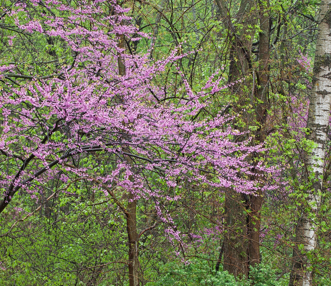 Redbud tree in bloom with other trees in the background