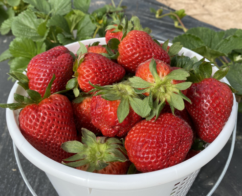 A bucket full of ripe strawberries