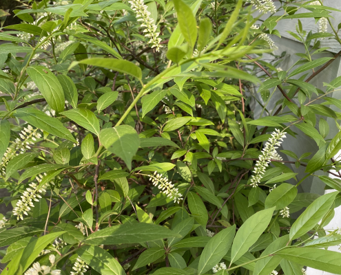 Virginia Sweetspire in bloom