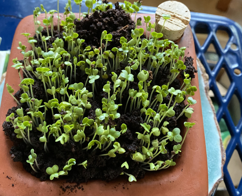 Microgreens in a square clay container