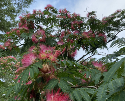 Pink mimosa blossoms against foliage and blue sky