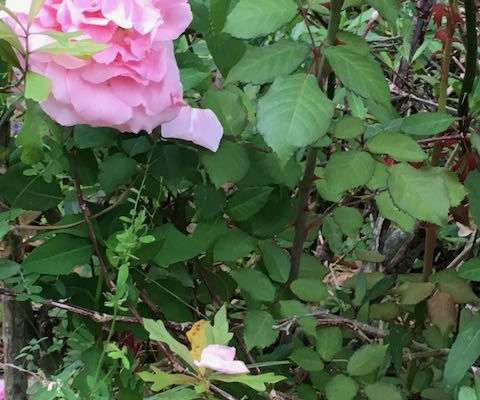Pink rose with foliage in the background