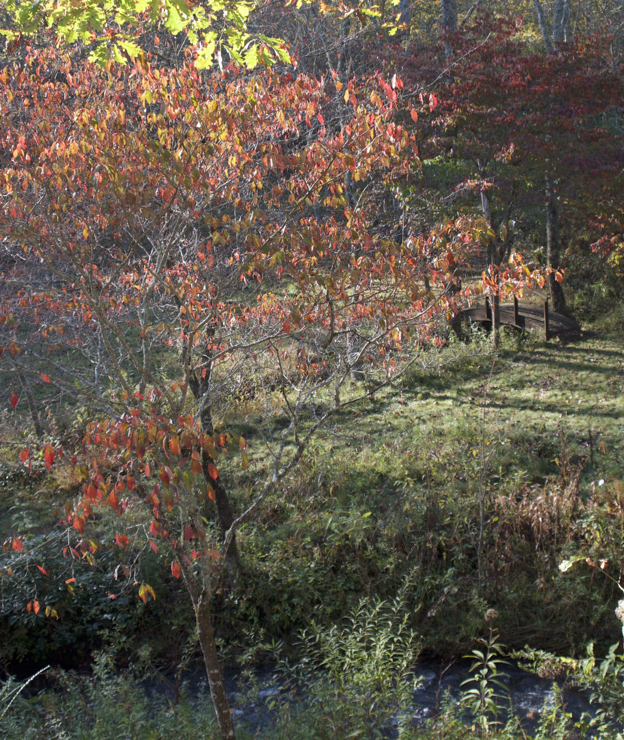 Tree with fall leaves with a meadow, creek, and a small bridge in the background.