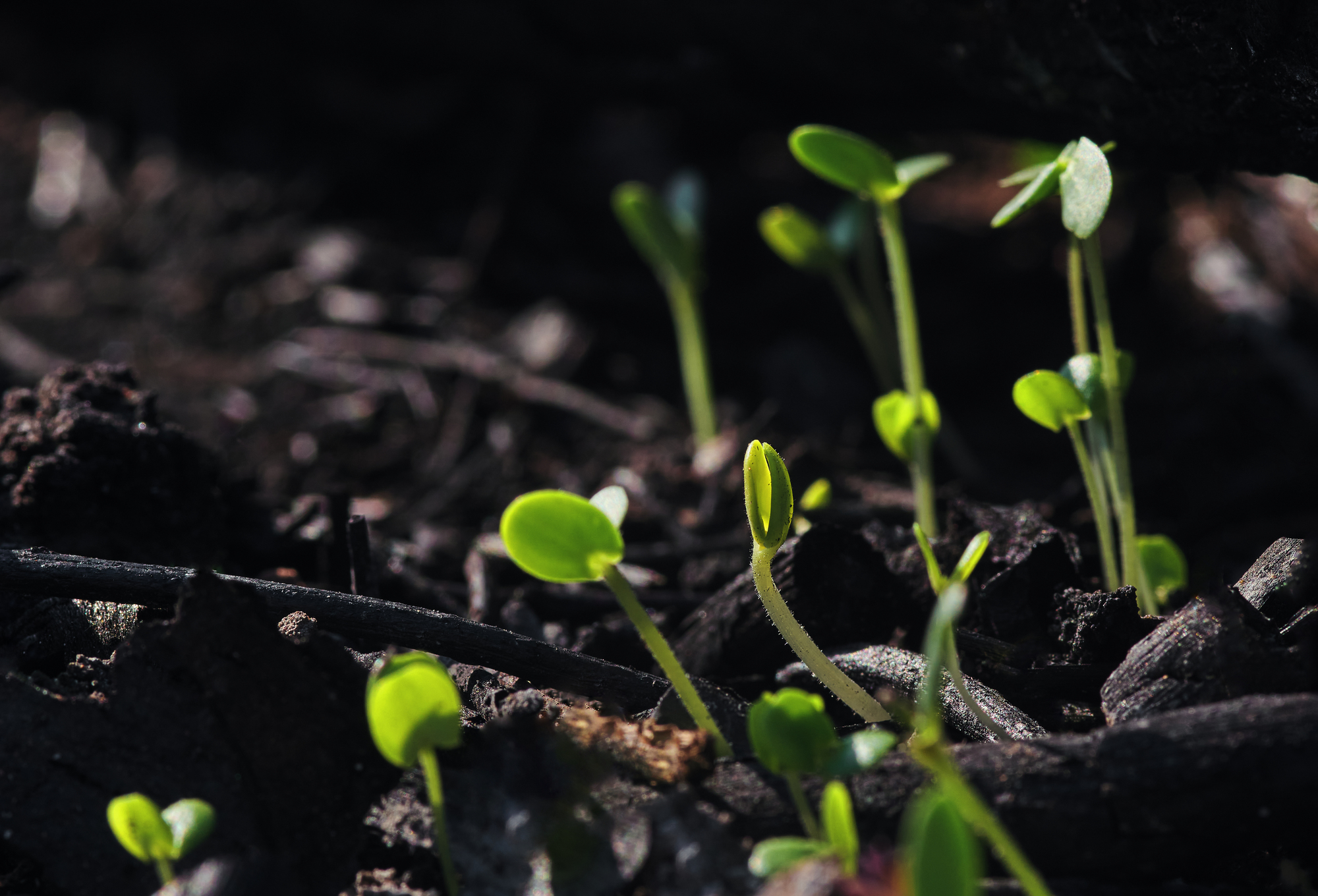 Green seedlings after wildfire