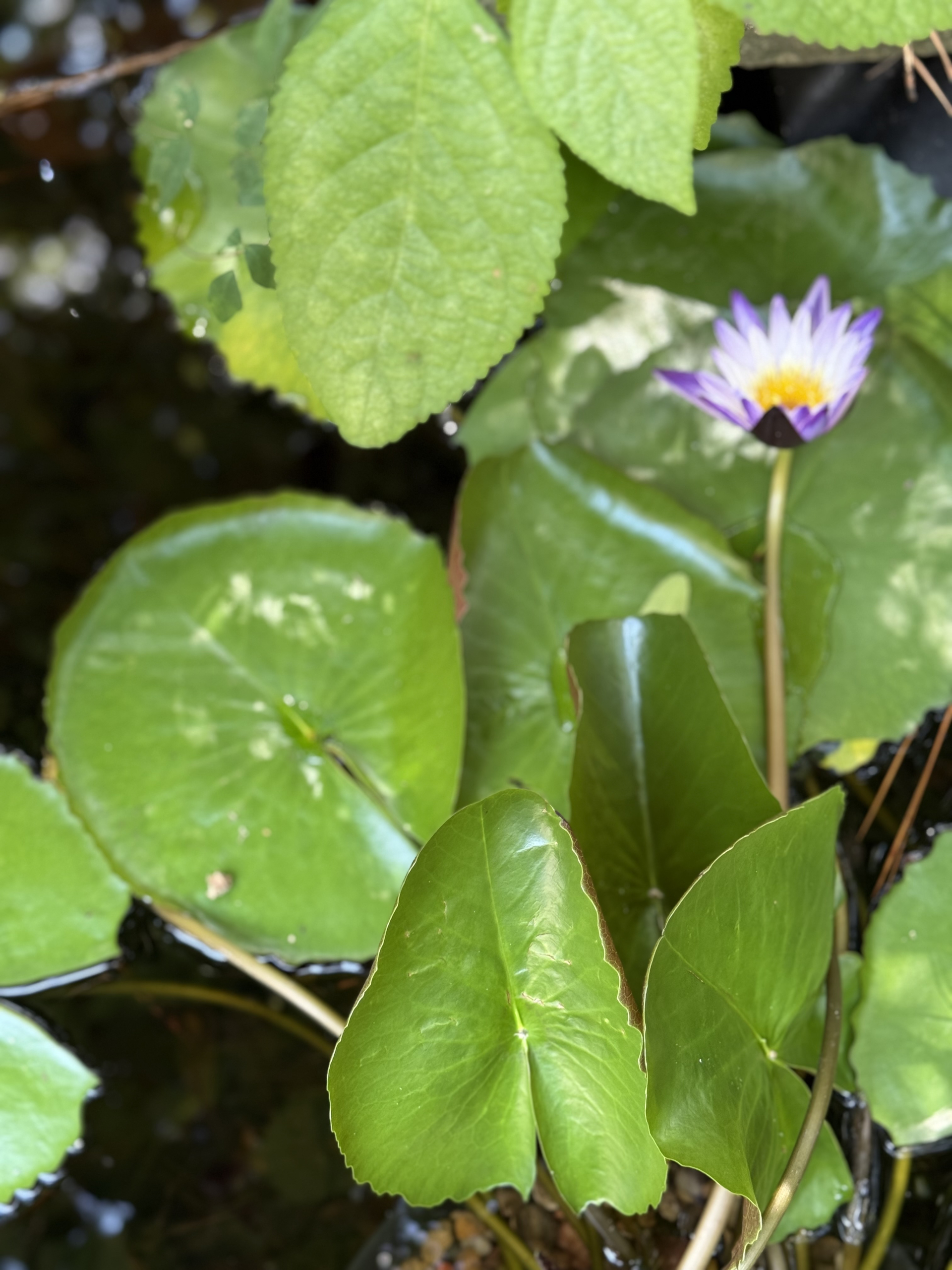 Purple, white and yellow water lily with shiny green leaves