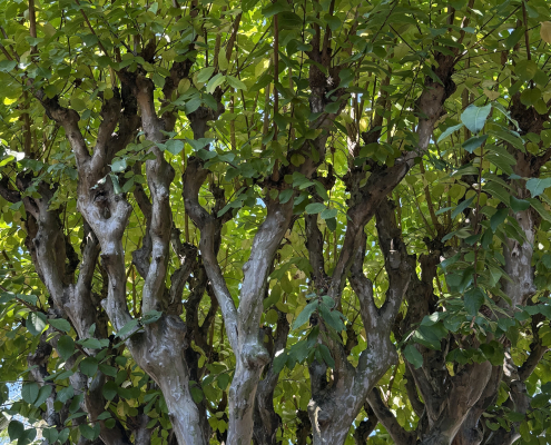 Crepe Myrtle tree branches, with sunlight filtering through the leaves