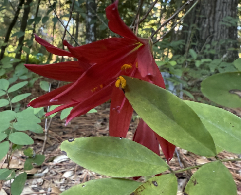 Bright red oxblood lily with green foliage in the foreground and background