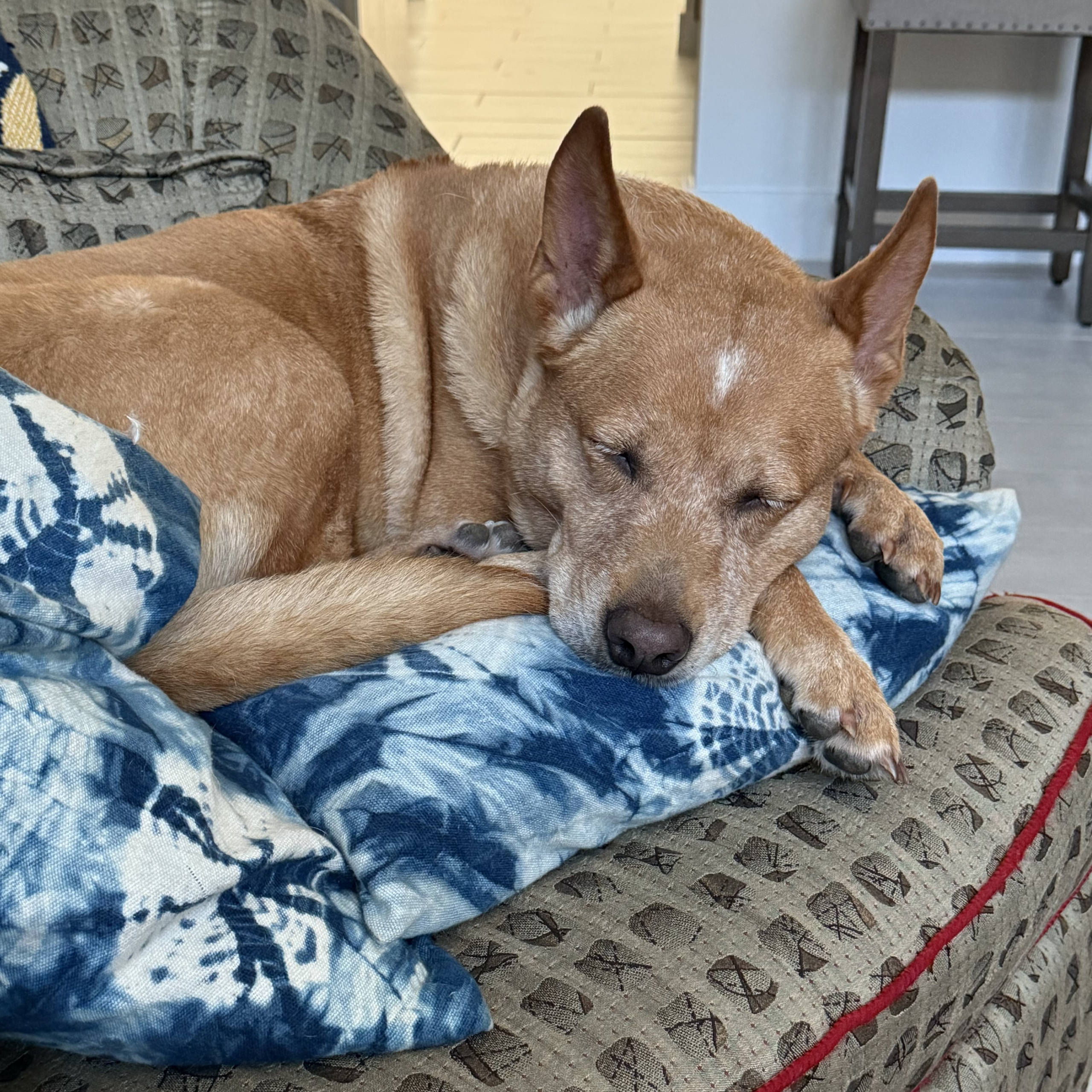 Yellow dog curled up on cushions on an upholstered chair