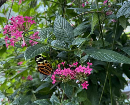 Butterfly and bright pink flowers against a background of vivid green foliage