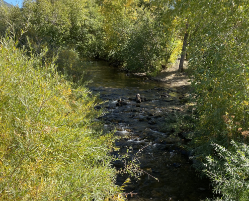 Creek in New Mexico with bright green shrubs on either side