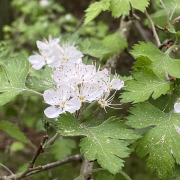 Parsley hawthorn blossoms and leaves