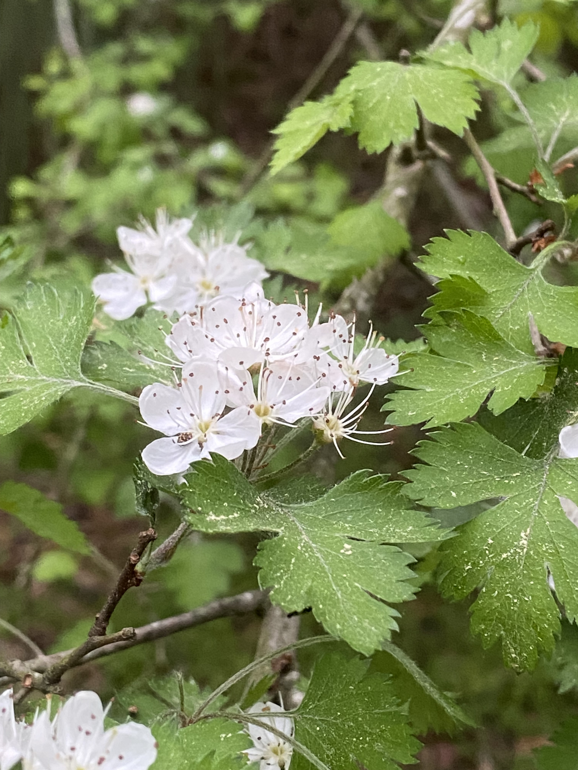 Parsley hawthorn blossoms and leaves