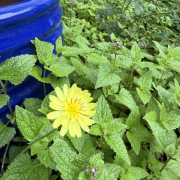 Dandelion blossom with leaves and a blue pot in the background