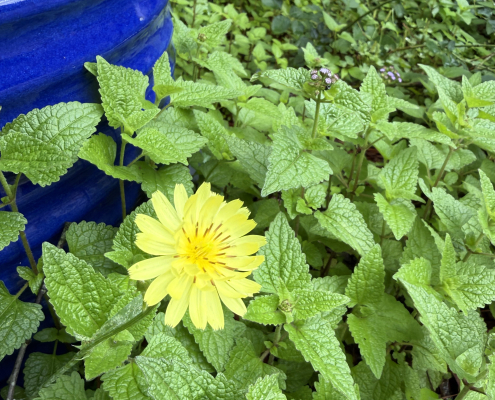 Dandelion blossom with leaves and a blue pot in the background
