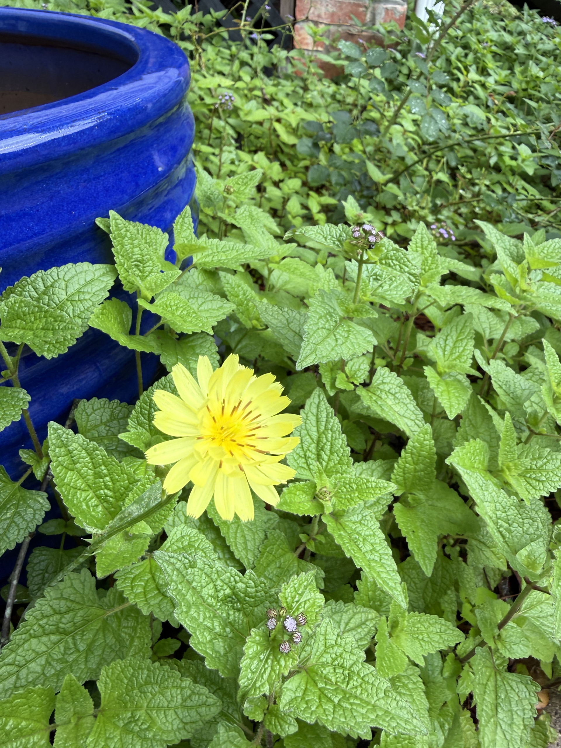 Dandelion blossom with leaves and a blue pot in the background