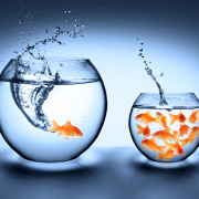 Two goldfish bowls, one with a single fish and a smaller one with many fish