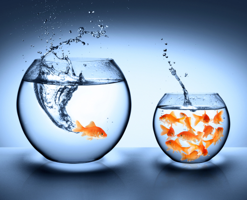 Two goldfish bowls, one with a single fish and a smaller one with many fish