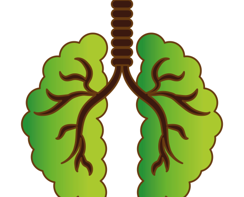 Brown and green drawing of esophagus and lungs