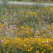 Yellow, orange, and purple roadside wildflowers