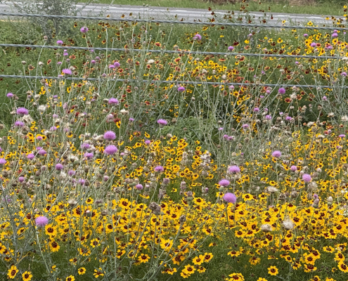 Yellow, orange, and purple roadside wildflowers