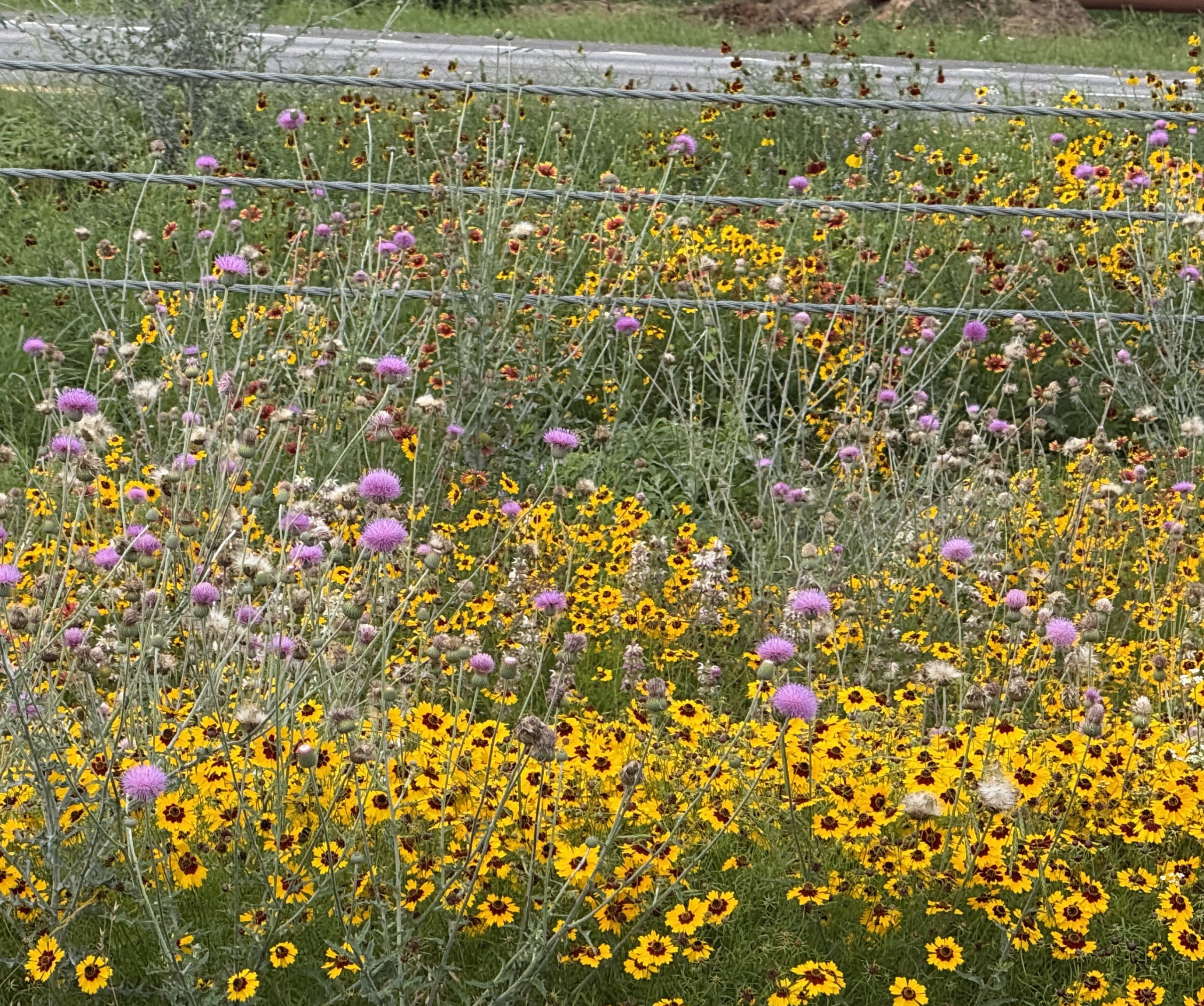 Yellow, orange, and purple roadside wildflowers