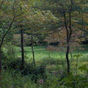 Wooded meadow