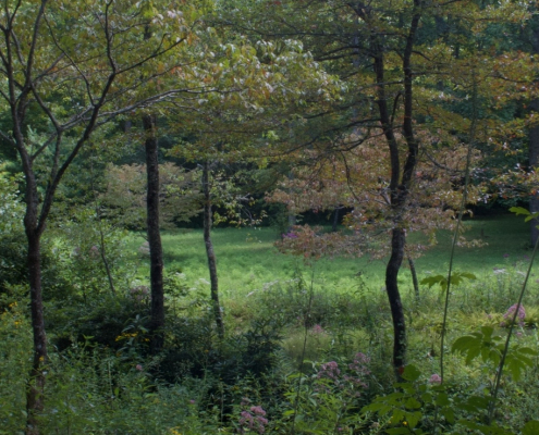 Wooded meadow