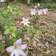 Pink rain lilies emerge from leaf covered ground