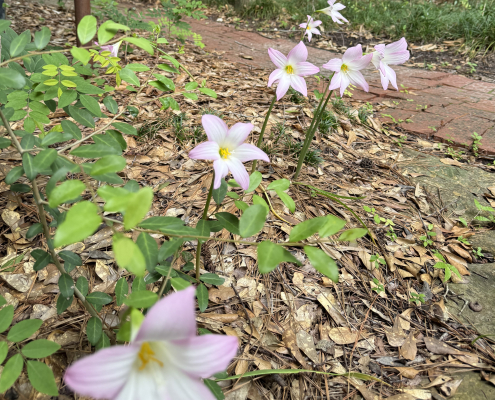 Pink rain lilies emerge from leaf covered ground