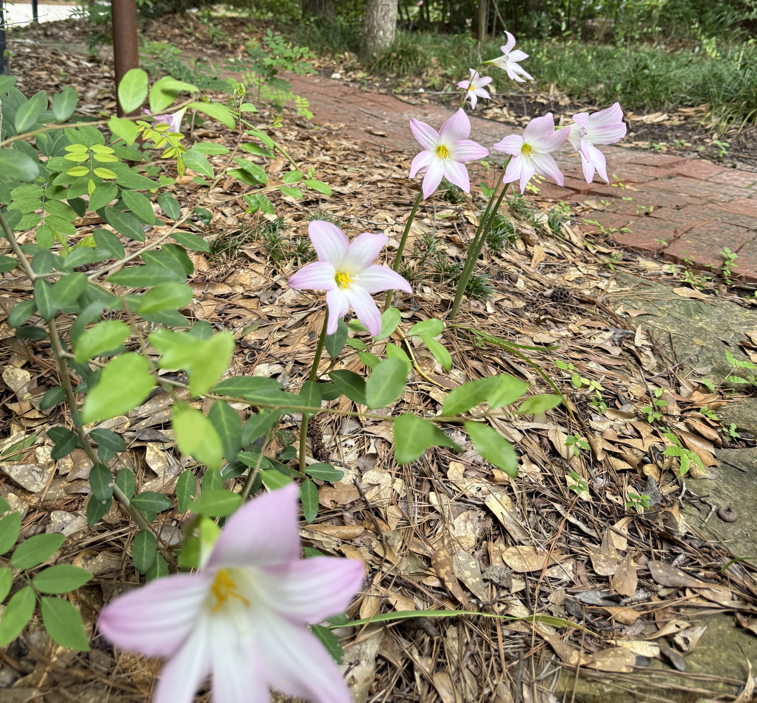 Rain Lilies - IMG_0826 Pink rain lilies emerge from leaf covered ground