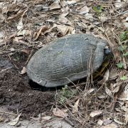 Turtle that appears to have dug a small hole, next to a driveway