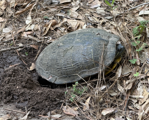 Turtle that appears to have dug a small hole, next to a driveway
