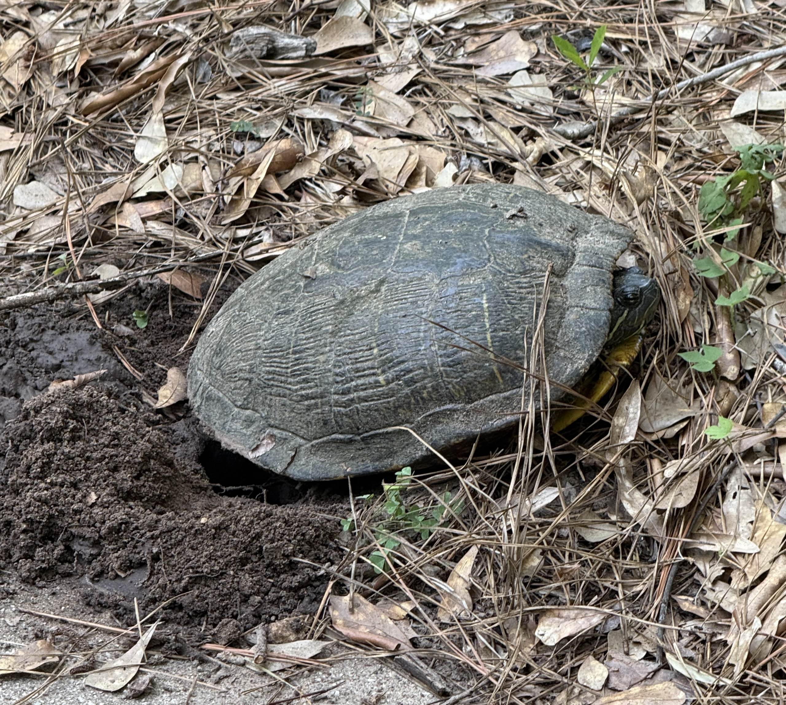 Turtle Laying Eggs? IMG_0836 Turtle that appears to have dug a small hole, next to a driveway
