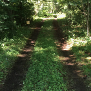 Grass and dirt driveway with trees on both sides